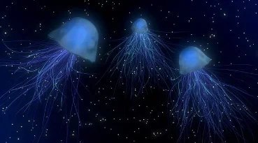 Deep-Ocean Expedition Unveils Breathtaking Bioluminescent Phenomenon in Uncharted Waters